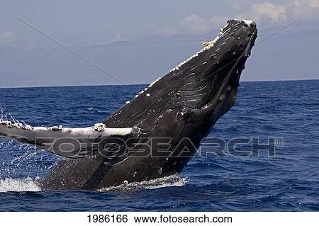 Stock Photograph - Hawaii, Humpback Whale (Megaptera Novaeangliae) Breaching.. Fotosearch