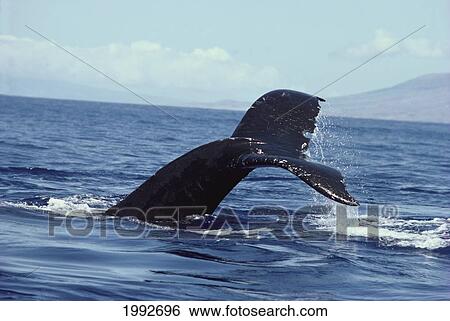 Stock Photograph - Hawaii, Humpback Whale (Megaptera Novaeangliae) Fluking.. Fotosearch