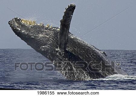 Stock Photography - Hawaii, Humpback Whale (Megaptera Novaeangliae) Breaching.. Fotosearch