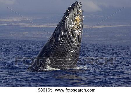 Stock Photography - Hawaii, Humpback Whale (Megaptera Novaeangliae) Breaching.. Fotosearch