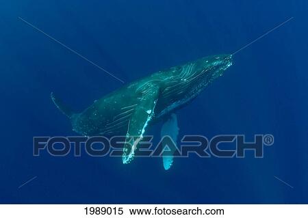 Stock Photography - Hawaii, Humpback Whale (Megaptera Novaeangliae) Swimming In Deep Blue Ocean.. Fotosearch