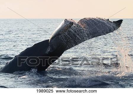 Stock Photography - Hawaii, Humpback Whale (Megaptera Novaeangliae) Fluking.. Fotosearch