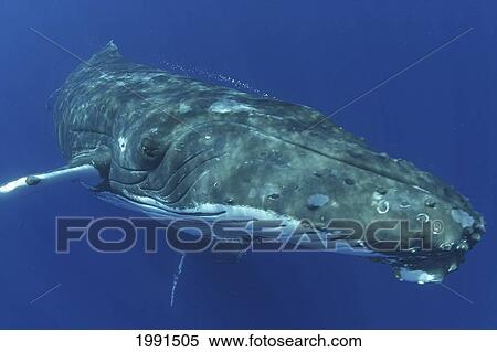 Stock Photography - Hawaii, Humpback Whale (Megaptera Novaeangliae), [For Use Up To 13X20 Only]. Fotosearch