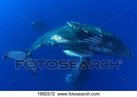 Hawaii, Humpback Whales (Megaptera Novaeangliae) Underwater View Large Photo Image Stock Image - Hawaii, Humpback Whales (Megaptera Novaeangliae) Underwater. Fotosearch
