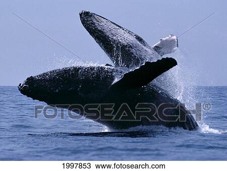 Stock Image - Hawaii, Humpback Whales (Megaptera Novaeangliae), Double Breach, Both Whales Out Of The Water A95E. Fotosearch