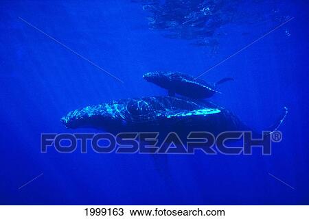 Stock Image - Hawaii, Humpback Whales (Megaptera Novaeangliae) Calf And Mother Underwater B2007. Fotosearch