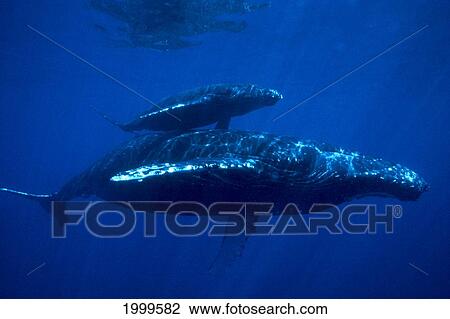 Stock Image - Hawaii, Humpback Whales (Megaptera Novaeangliae), Mother And Calf At Surface Reflections C2014. Fotosearch