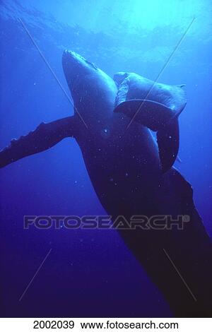 Stock Photo - Hawaii, Humpback Whales (Megaptera Novaeangliae) Calf And Mother Underwater Near Surface, Sunburst. Fotosearch