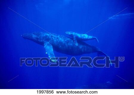 Stock Photograph - Hawaii, Humpback Whales (Megaptera Novaeangliae) Mother And Calf Underwater A94B. Fotosearch