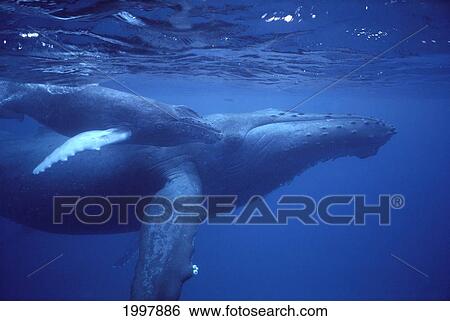 Stock Photograph - Hawaii, Humpback Whales (Megaptera Novaeangliae) Mother And Calf Underwater Near Surface A94G. Fotosearch