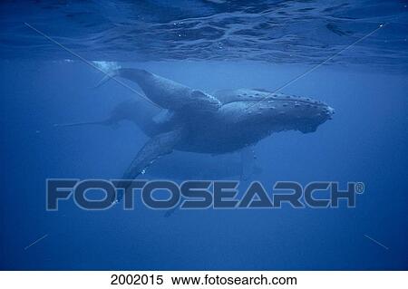 Hawaii, Humpback Whales (Megaptera Novaeangliae) Mother, Calf And Escort Underwater Near Surface View Large Photo Image Stock Photography - Hawaii, Humpback Whales (Megaptera Novaeangliae) Mother, Calf And Escort Underwater Near Surface. Fotosearch