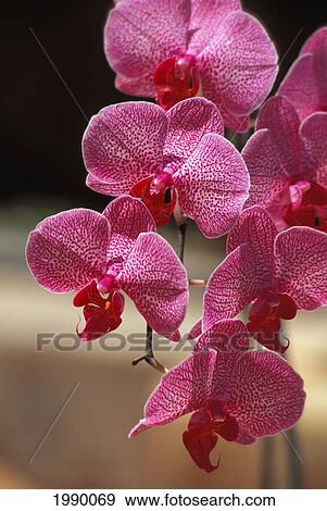 Stock Photo - Hawaii, Hybrid Dendrobium Orchid. Fotosearch
