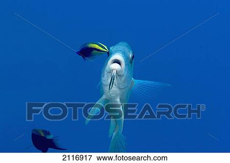 Hawaii, Island goatfish (Parupeneus insularis) being cleaned by an endemic Hawaiian cleaner wrasse (Labroides phthirophagus). View Large Photo Image Stock Photo - Hawaii, Island goatfish (Parupeneus insularis) being cleaned by an endemic Hawaiian cleaner wrasse (Labroides phthirophagus).. Fotosearch