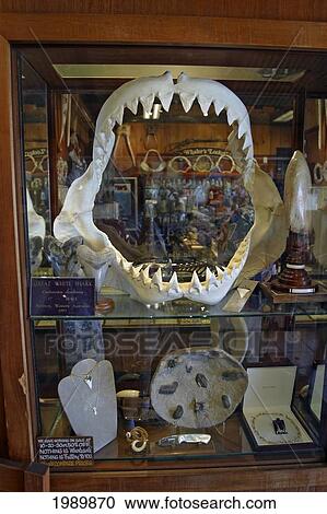 Stock Image - Hawaii, Jaws Of A Great White Shark (Carcharodon Carcharias) For Sale In A Store Window.. Fotosearch