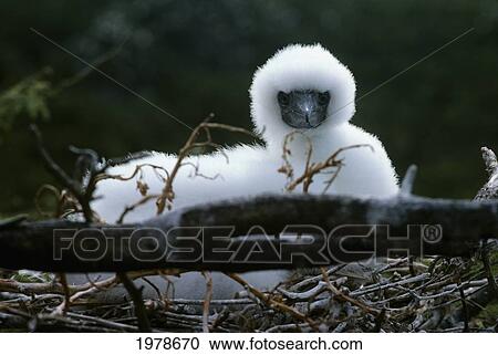 Stock Image - Hawaii, Kaneohe, Red-Footed Booby Chick In Nest (Sula Sula Rubripes).. Fotosearch