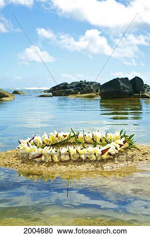 Hawaii, Kauai, Anahola, Shark's Hei'au Along Ocean, Plumeria Lei On Sand. View Large Photo Image Stock Image - Hawaii, Kauai, Anahola, Shark's Hei'au Along Ocean, Plumeria Lei On Sand.. Fotosearch