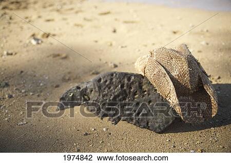 Hawaii, Kauai, Anini Bay, Still Life Of Straw Hat. View Large Photo Image Stock Image - Hawaii, Kauai, Anini Bay, Still Life Of Straw Hat.. Fotosearch