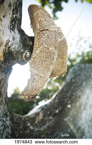 Stock Image - Hawaii, Kauai, Anini Bay, Still Life Of Straw Hat.. Fotosearch