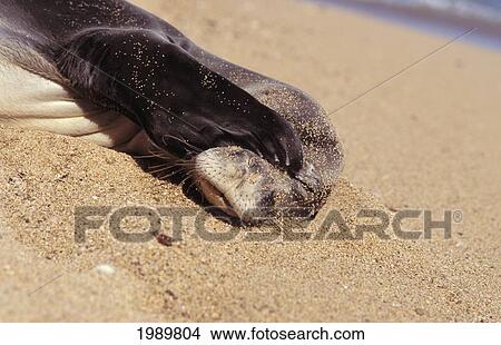 Picture - Hawaii, Kauai, Closeup Of Hawaiian Monk Seal On Beach Covering Eyes With Paw On A Sunny Day.. Fotosearch