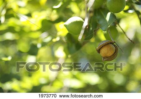 Stock Image - Hawaii, Kauai, Closeup Of Macadamian Nuts On A Tree.. Fotosearch