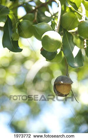 Stock Image - Hawaii, Kauai, Closeup Of Macadamian Nuts On A Tree.. Fotosearch