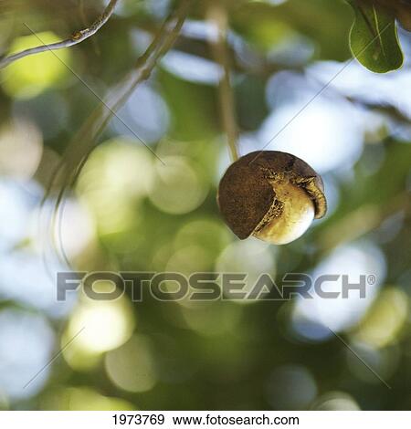 Stock Photo - Hawaii, Kauai, Closeup Of Macadamian Nuts On A Tree.. Fotosearch