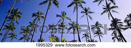 Stock Photo - Hawaii, Kauai, Coconut Grove At Wailua, Panoramic. Fotosearch