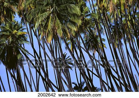 Stock Image - Hawaii, Kauai, Coconut Grove Palms All Lined Up. Fotosearch