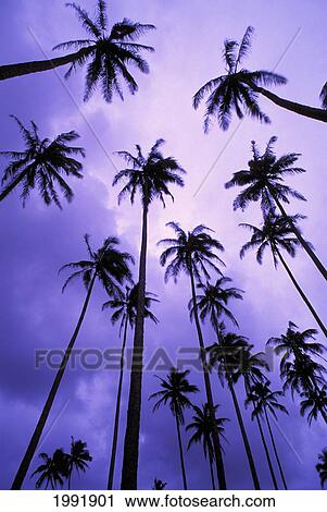 Hawaii, Kauai, Coconut Palm Trees Silhouetted At Dawn Against Purple Sky. View Large Photo Image Stock Image - Hawaii, Kauai, Coconut Palm Trees Silhouetted At Dawn Against Purple Sky.. Fotosearch