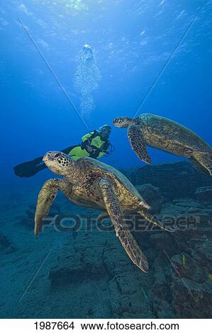 Hawaii, Kauai, Diver Swimming With Two Green Sea Turtles (Chelonia Mydas) View Large Photo Image Picture - Hawaii, Kauai, Diver Swimming With Two Green Sea Turtles (Chelonia Mydas). Fotosearch