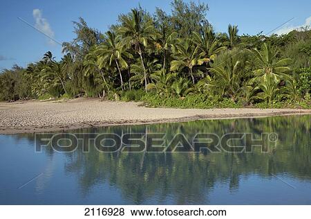 Stock Photo - Hawaii, Kauai, Haena Beach State Park, Palm Trees and lush foliage reflecting on water.. Fotosearch