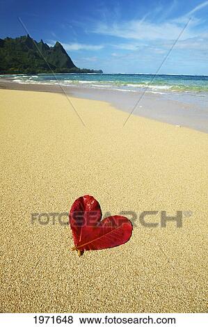 Stock Photo - Hawaii, Kauai, Haena Beach Tunnels Beach, Two Red False Kamani Tree Leaves In The Shape Of A Heart On The Beach.. Fotosearch