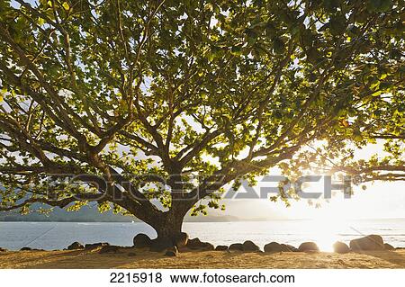 Stock Photo - Hawaii, Kauai, Hanalei Bay, Large tree on beach, Sun shining.. Fotosearch