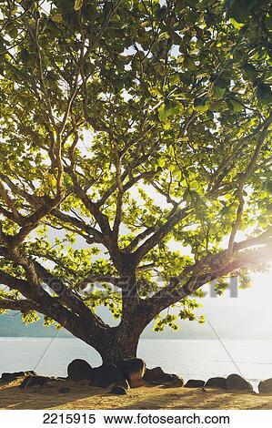 Stock Photography - Hawaii, Kauai, Hanalei Bay, Large tree on beach, Sun shining.. Fotosearch