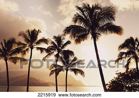 Stock Photo - Hawaii, Kauai, Hanalei Bay, Palm trees at sunset.. Fotosearch