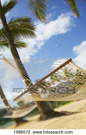 Stock Image - Hawaii, Kauai, Hanalei Bay Princeville, Two Hammocks Hang Between Palm Trees On Sandy Tropical Beach.. Fotosearch