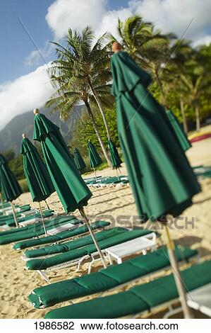 Hawaii, Kauai, Hanalei Bay Princeville, Two Lines Of Beach Chairs And Umbrellas On Sandy Tropical Beach. View Large Photo Image Stock Image - Hawaii, Kauai, Hanalei Bay Princeville, Two Lines Of Beach Chairs And Umbrellas On Sandy Tropical Beach.. Fotosearch