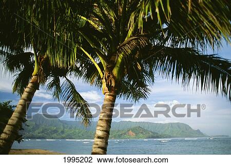 Stock Image - Hawaii, Kauai, Hanalei Bay, Princeville Resort, Palm Trees In Foreground. Fotosearch