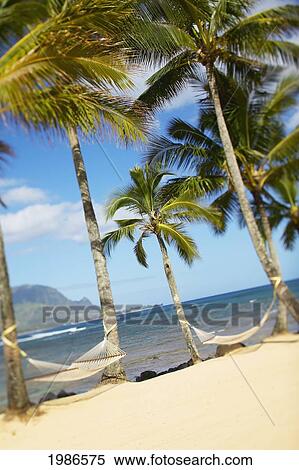 Hawaii, Kauai, Hanalei Bay Princeville, Two Hammocks Hang Between Palm Trees On Sandy Tropical Beach. View Large Photo Image Stock Photography - Hawaii, Kauai, Hanalei Bay Princeville, Two Hammocks Hang Between Palm Trees On Sandy Tropical Beach.. Fotosearch