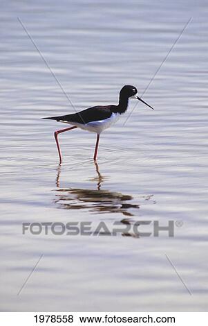 Stock Photo - Hawaii, Kauai, Hanalei National Wildlife Refuge, Hawaiian Stilt.. Fotosearch
