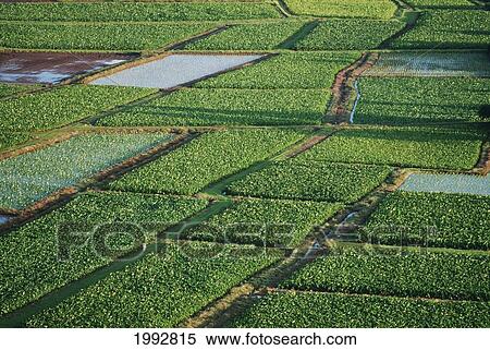 Hawaii, Kauai, Hanalei, Overview Of Fields In Valley View Large Photo Image Stock Photography - Hawaii, Kauai, Hanalei, Overview Of Fields In Valley. Fotosearch