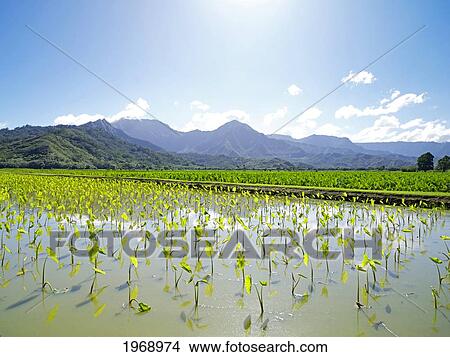 Picture - Hawaii, Kauai, Hanalei, Taro Field.. Fotosearch