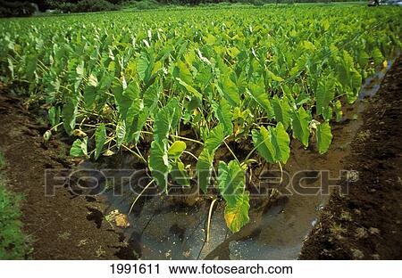 Stock Image - Hawaii, Kauai, Hanalei, Taro Patch Closeup. Fotosearch
