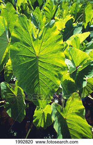 Hawaii, Kauai, Hanalei, Taro Patch, Closeup Of Leaves In The Sunlight. View Large Photo Image Stock Image - Hawaii, Kauai, Hanalei, Taro Patch, Closeup Of Leaves In The Sunlight.. Fotosearch