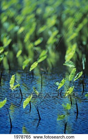 Hawaii, Kauai, Hanalei, Taro Plants Growing From The Water. View Large Photo Image Stock Photography - Hawaii, Kauai, Hanalei, Taro Plants Growing From The Water.. Fotosearch