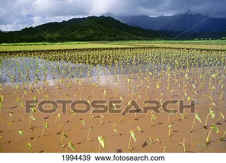 Stock Photo - Hawaii, Kauai, Hanalei Valley, Close-Up Wet Taro Farm, New Plants. Fotosearch