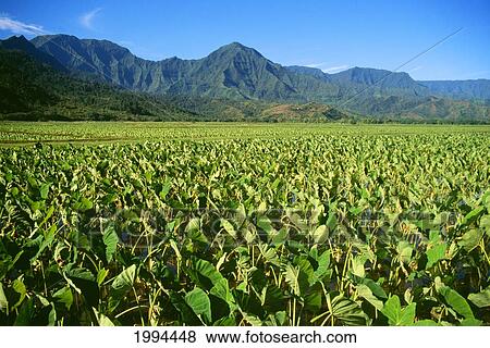 Hawaii, Kauai, Hanalei Valley, Close-Up Wet Taro Farm View Large Photo Image Stock Photo - Hawaii, Kauai, Hanalei Valley, Close-Up Wet Taro Farm. Fotosearch