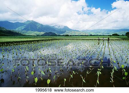 Hawaii, Kauai, Hanalei Valley, Close-Up Wet Taro Farm, Workers In The Field View Large Photo Image Stock Photo - Hawaii, Kauai, Hanalei Valley, Close-Up Wet Taro Farm, Workers In The Field. Fotosearch