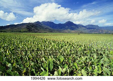 Hawaii, Kauai, Hanalei Valley, Close-Up Wet Taro Farm View Large Photo Image Stock Photograph - Hawaii, Kauai, Hanalei Valley, Close-Up Wet Taro Farm. Fotosearch