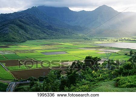 Stock Photograph - Hawaii, Kauai, Hanalei Valley, Sunrays Over Agriculture Fields. Fotosearch